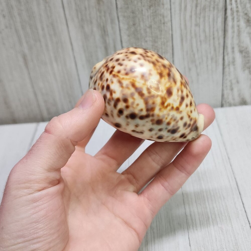Vintage Cypraea Tigris Tiger Cowrie Sea Shells Snail 3'' Collectibles